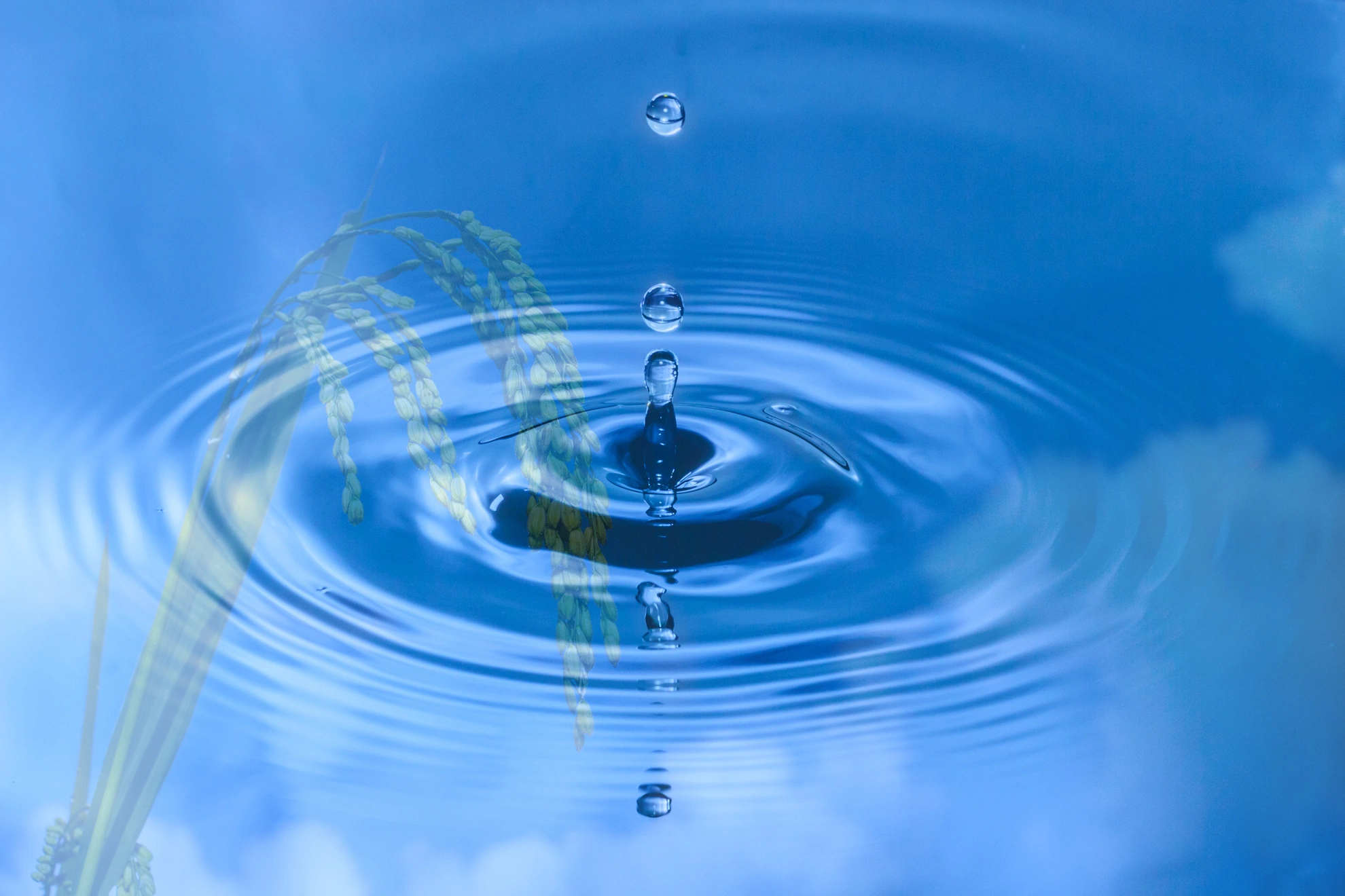 Wasser